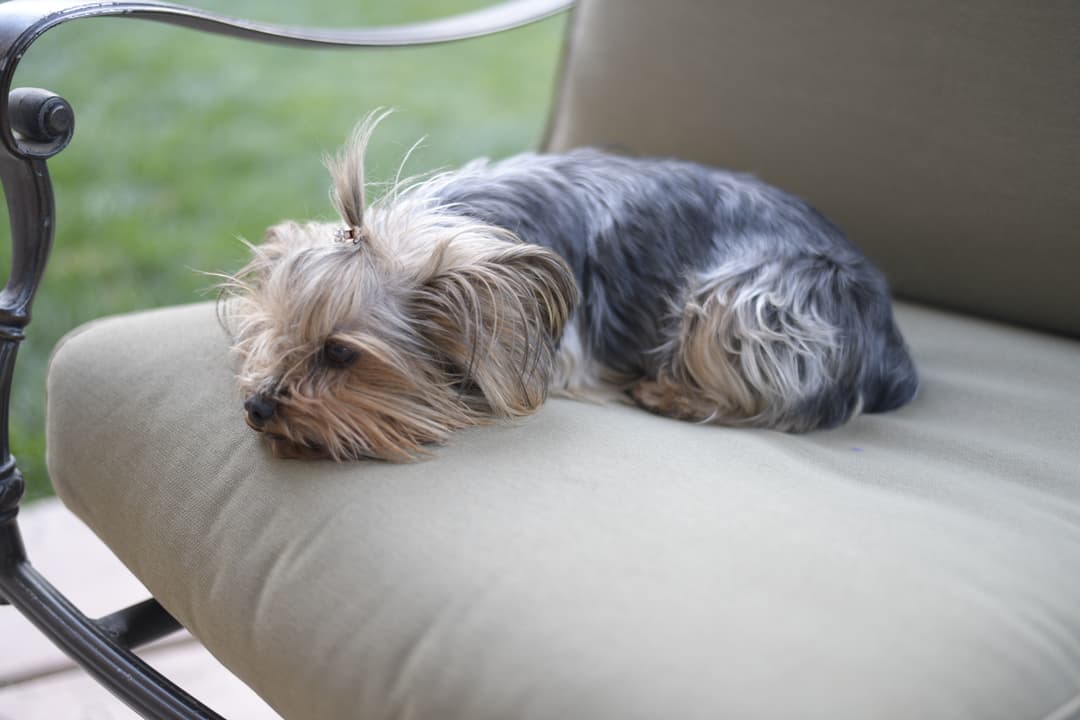 Puppy